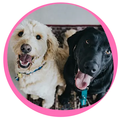perros.png