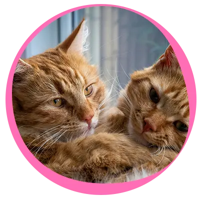 gatos.png